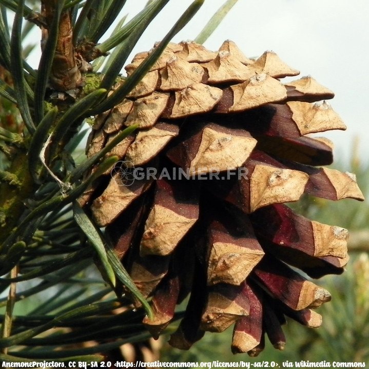 Sylvestre pine, Riga Pin, Pinus Sylvestris image